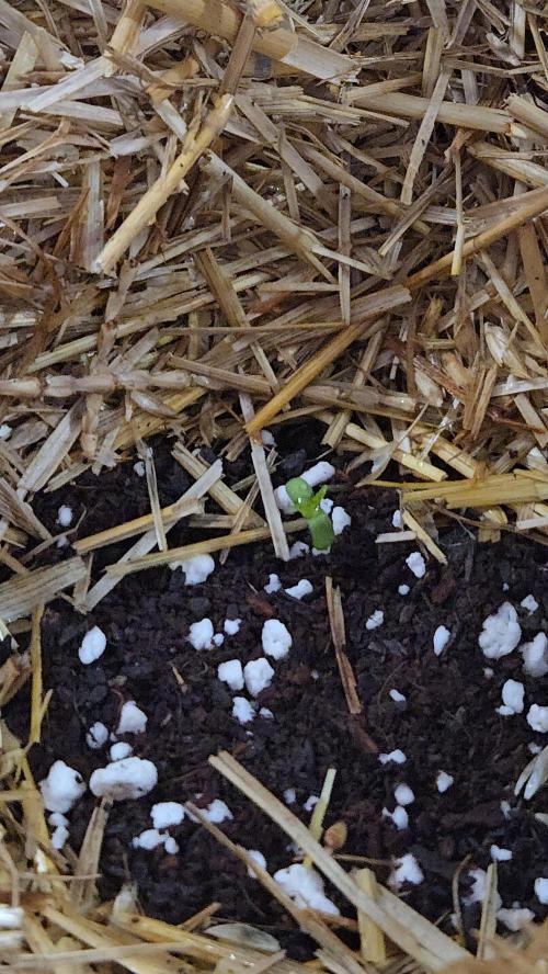 Auto run. Week 1 - Only 2 days old