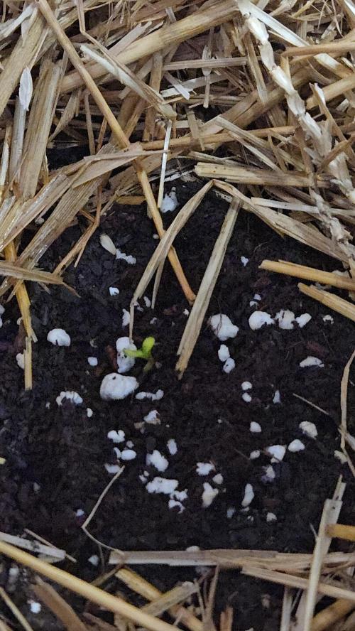 Auto run. Week 1 - Only 2 days old