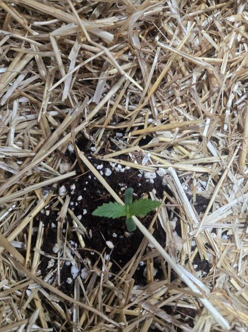 Auto run. Week 2