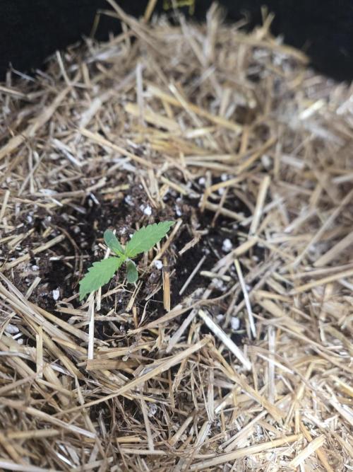 Auto run. Week 2