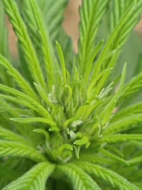 Auto run. Week 5