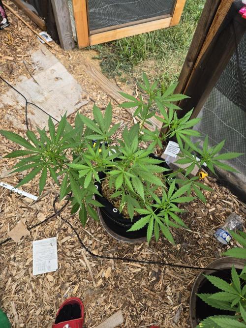 Auto run. Week 5