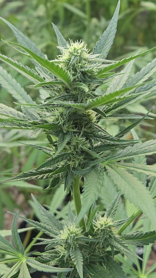 Auto run. Week 7