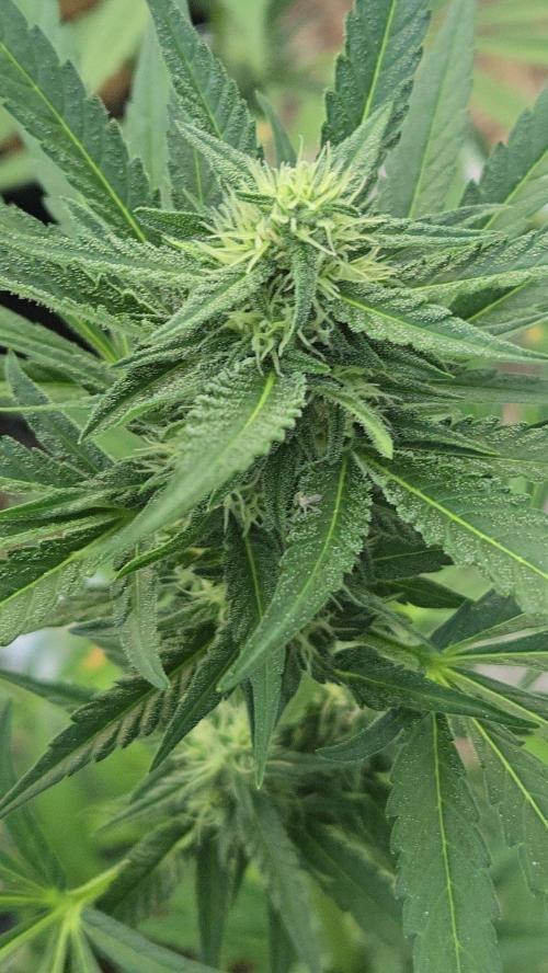 Auto run. Week 7
