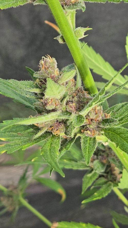 Auto run. Week 8