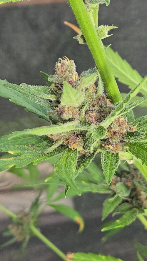 Auto run. Week 8