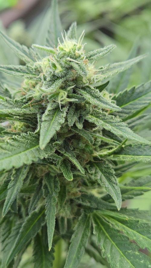 Auto run. Week 8