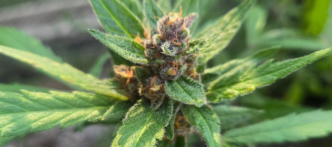 Auto run. Week 9 - Ok