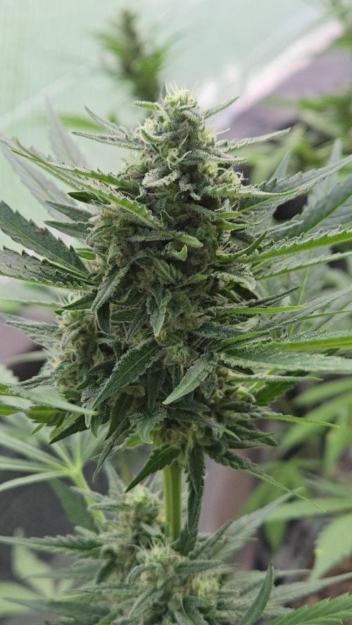 Auto run. Week 9 - Ok