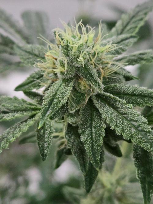 Auto run. Week 9 - Ok