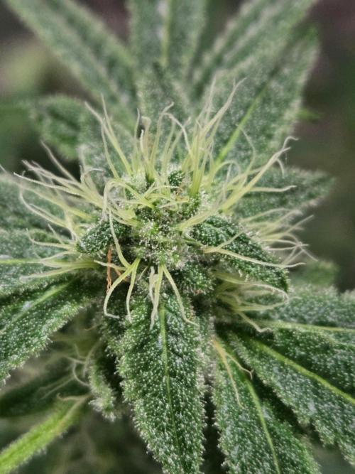 Auto run. Week 9 - Ok