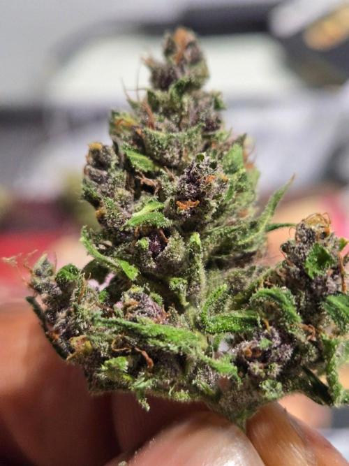 Auto run. Week 10 - Cut down two of the dried and cure them this is the final product looks okay