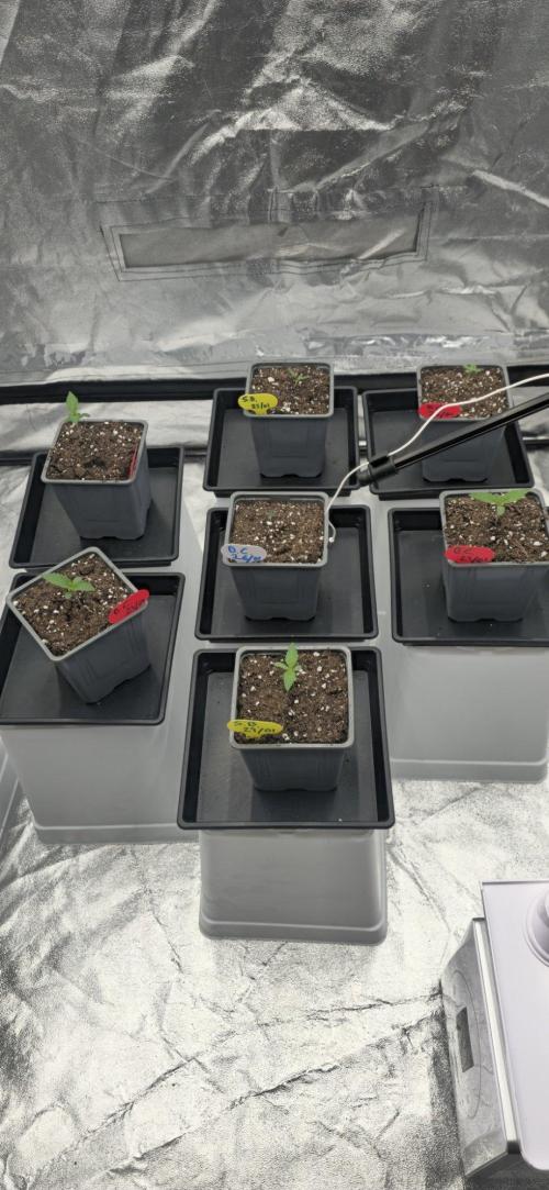 BlueberryCupcake & StrawberryBanana. Week 0
