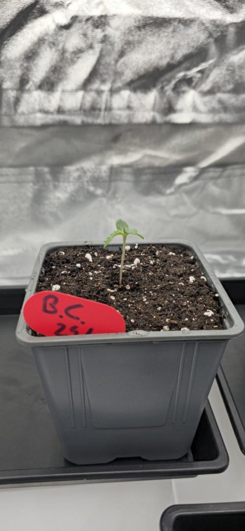 BlueberryCupcake & StrawberryBanana. Week 0