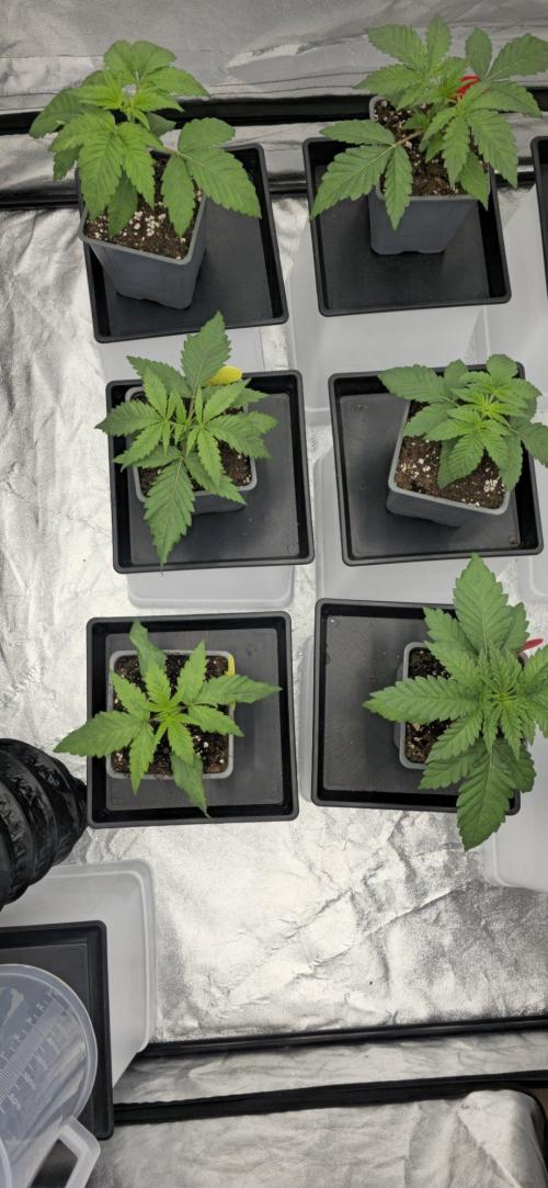 BlueberryCupcake & StrawberryBanana. Week 2