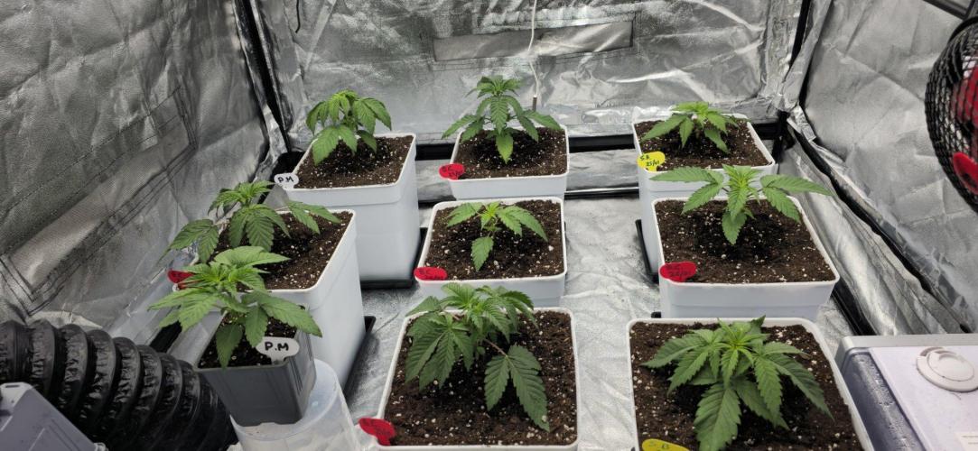 BlueberryCupcake & StrawberryBanana. Week 3