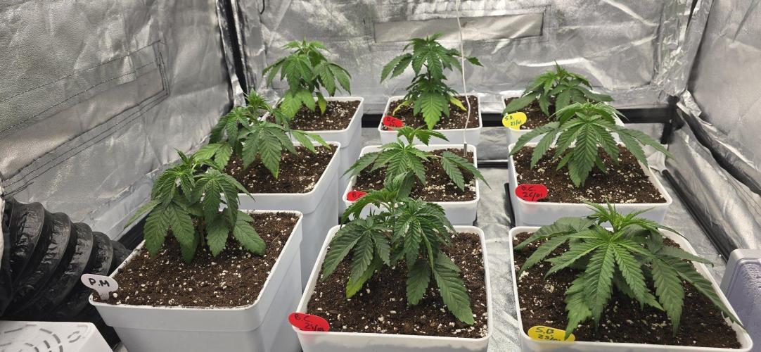BlueberryCupcake & StrawberryBanana. Week 3