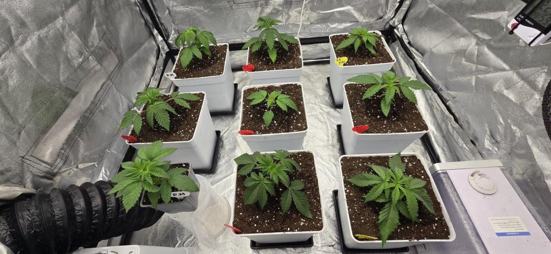 BlueberryCupcake & StrawberryBanana. Week 3