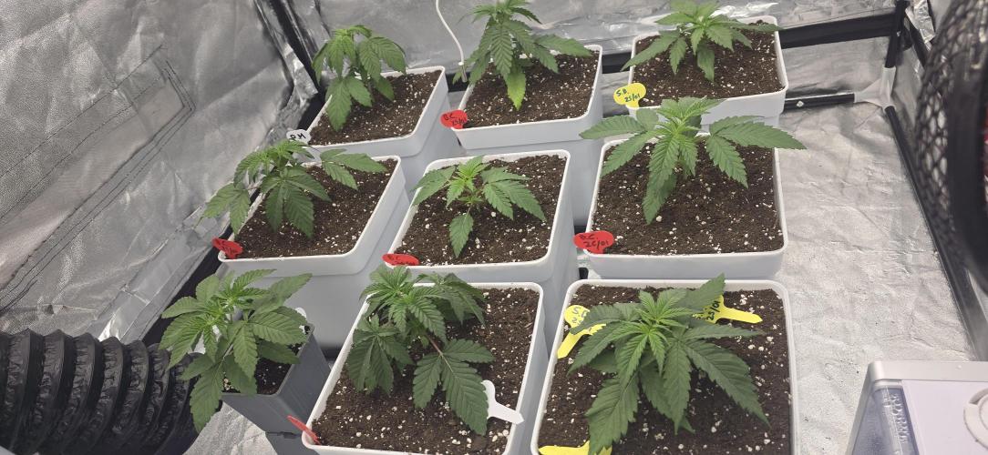 BlueberryCupcake & StrawberryBanana. Week 3