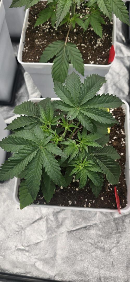 BlueberryCupcake & StrawberryBanana. Week 4