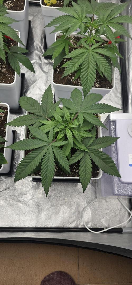 BlueberryCupcake & StrawberryBanana. Week 4