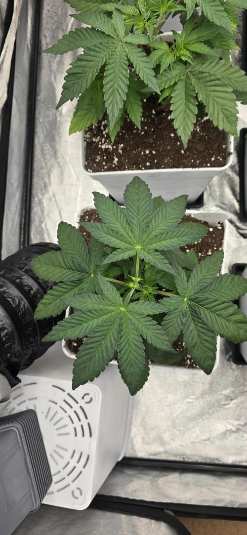 BlueberryCupcake & StrawberryBanana. Week 4