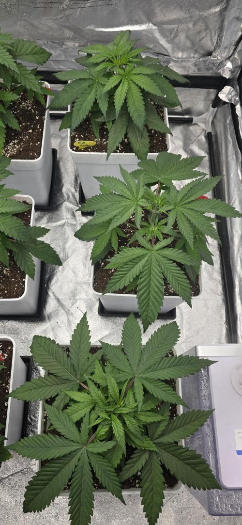 BlueberryCupcake & StrawberryBanana. Week 4