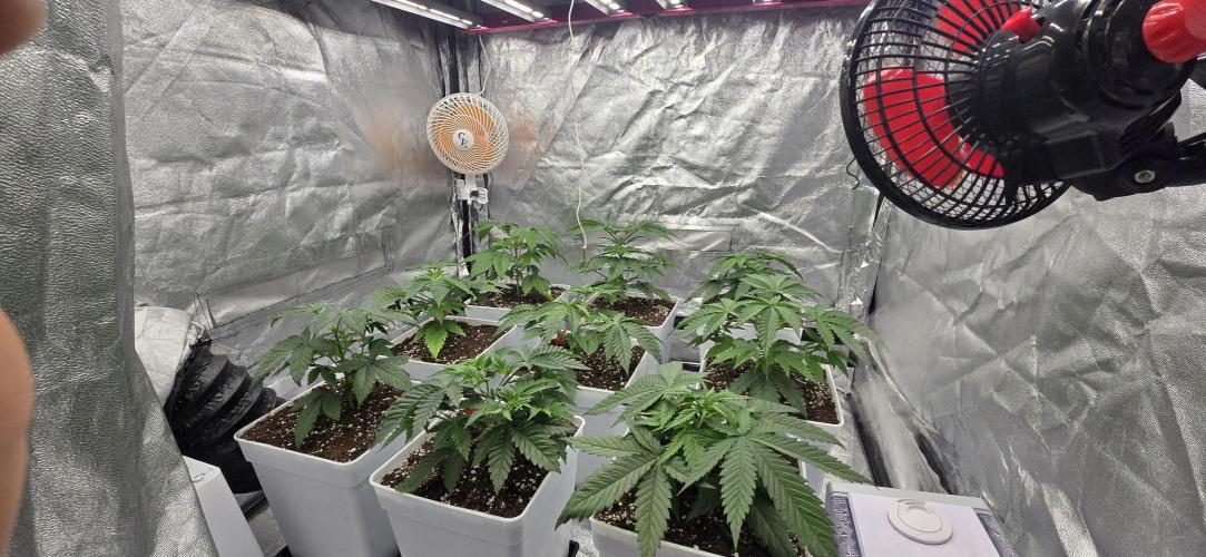 BlueberryCupcake & StrawberryBanana. Week 4