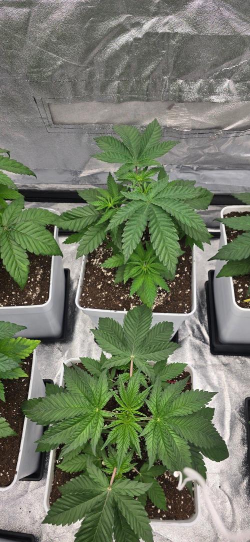 BlueberryCupcake & StrawberryBanana. Week 5