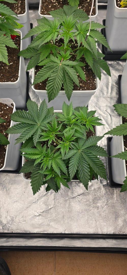 BlueberryCupcake & StrawberryBanana. Week 5