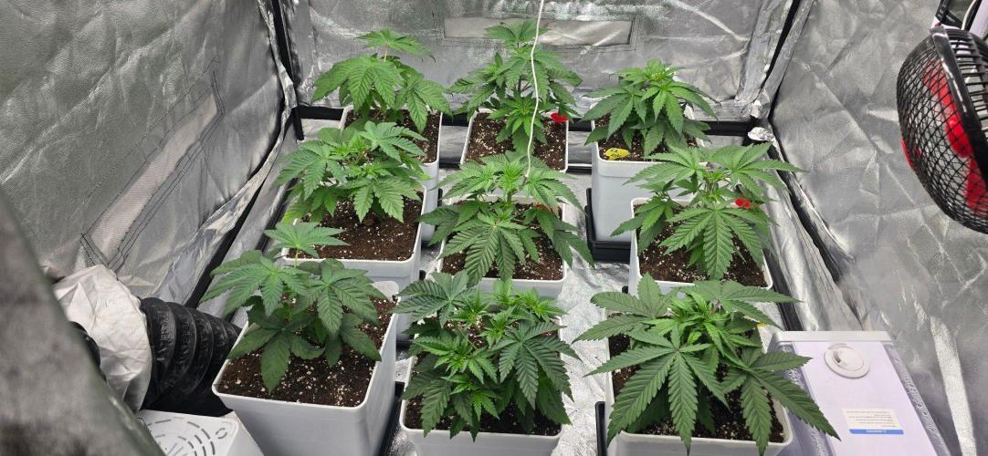 BlueberryCupcake & StrawberryBanana. Week 5