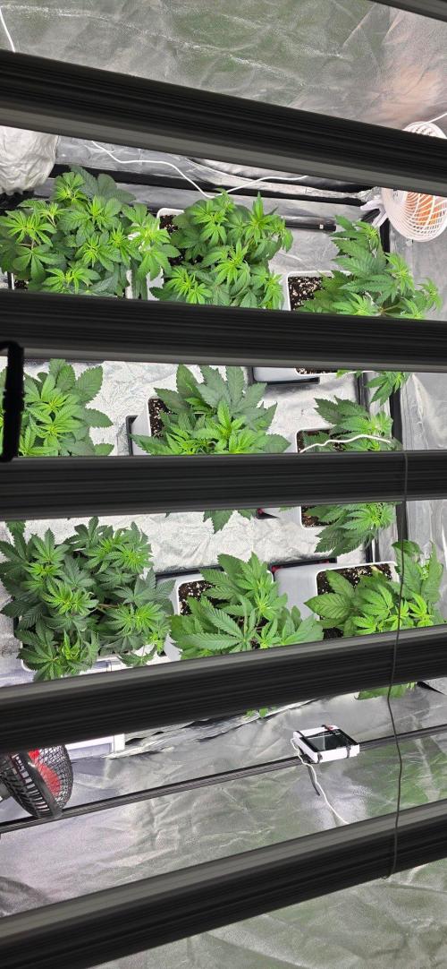 BlueberryCupcake & StrawberryBanana. Week 5
