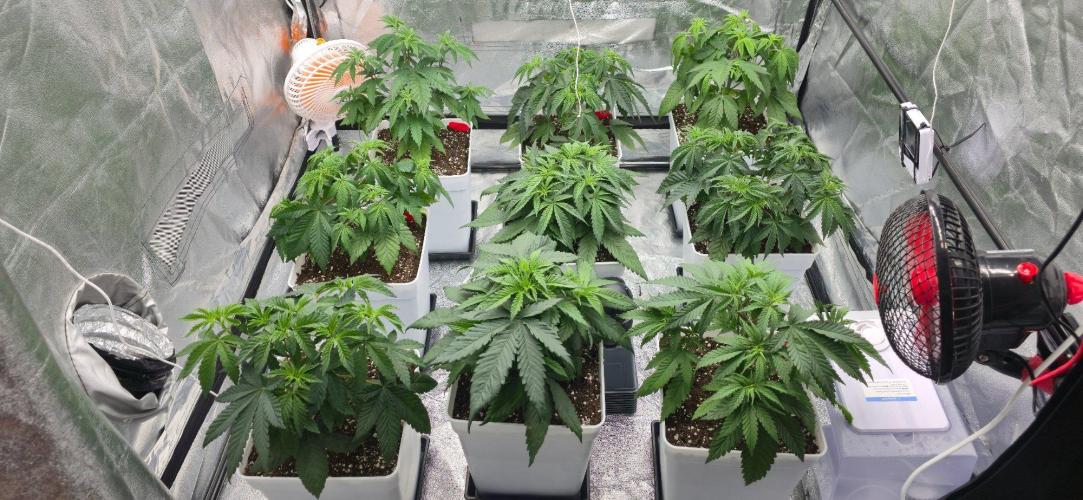 BlueberryCupcake & StrawberryBanana. Week 5