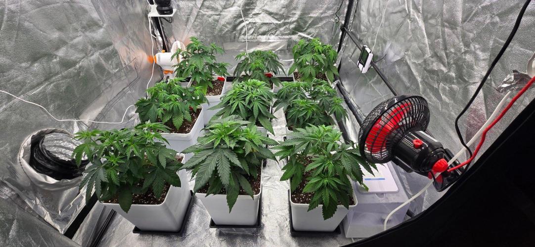 BlueberryCupcake & StrawberryBanana. Week 5