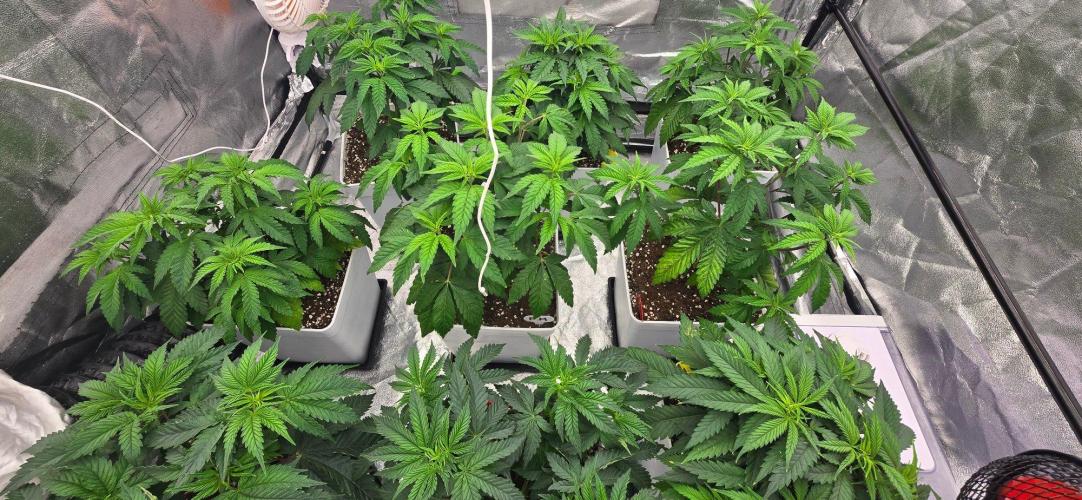 BlueberryCupcake & StrawberryBanana. Week 6