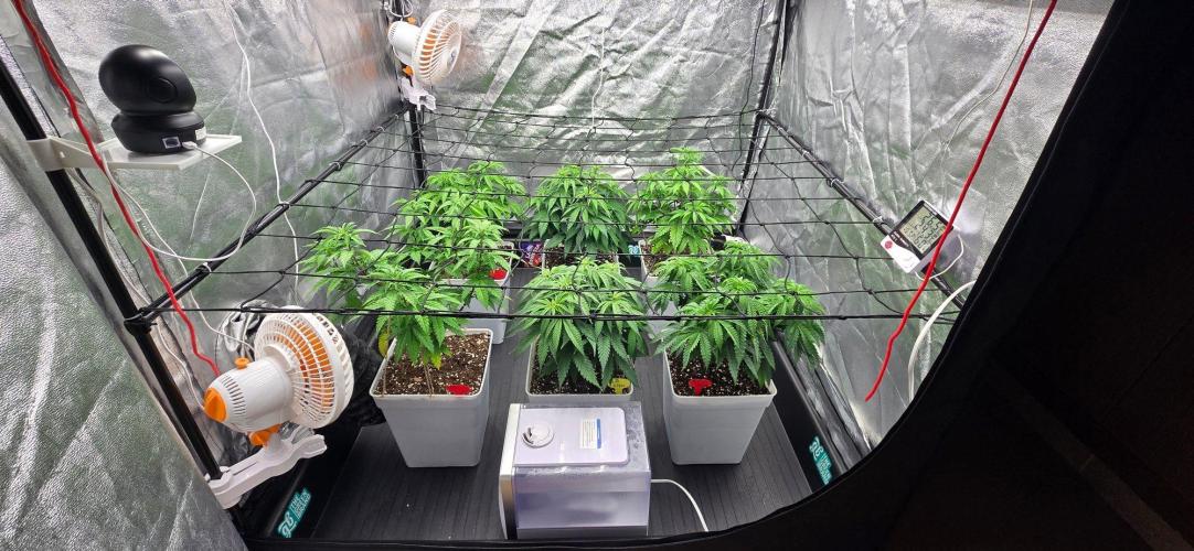 BlueberryCupcake & StrawberryBanana. Week 6