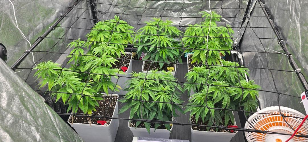 BlueberryCupcake & StrawberryBanana. Week 7