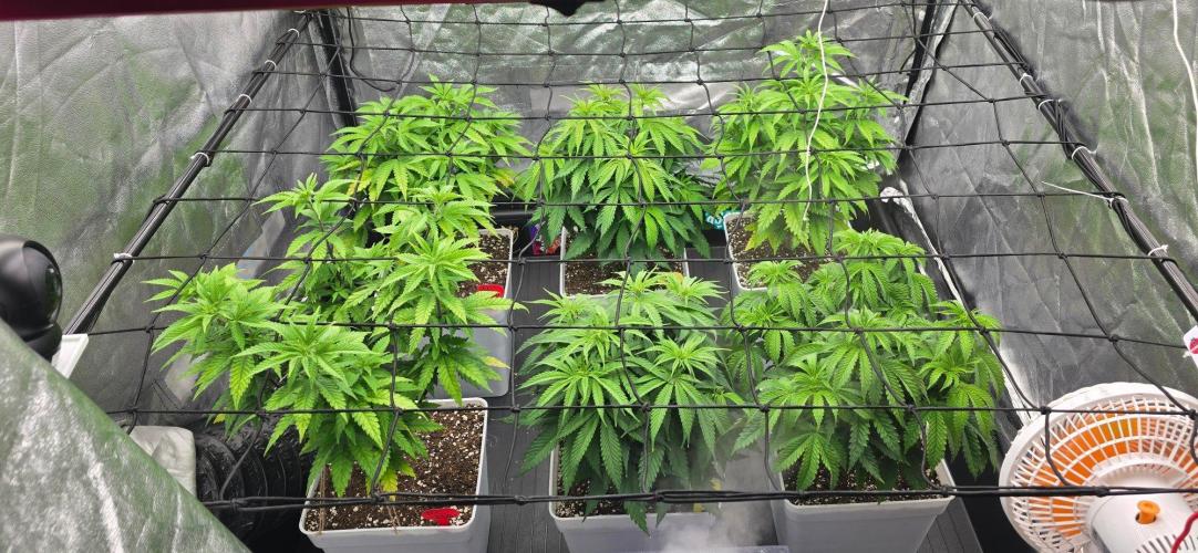BlueberryCupcake & StrawberryBanana. Week 7