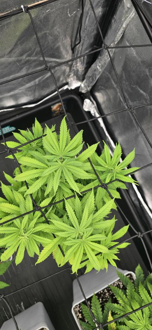 BlueberryCupcake & StrawberryBanana. Week 8