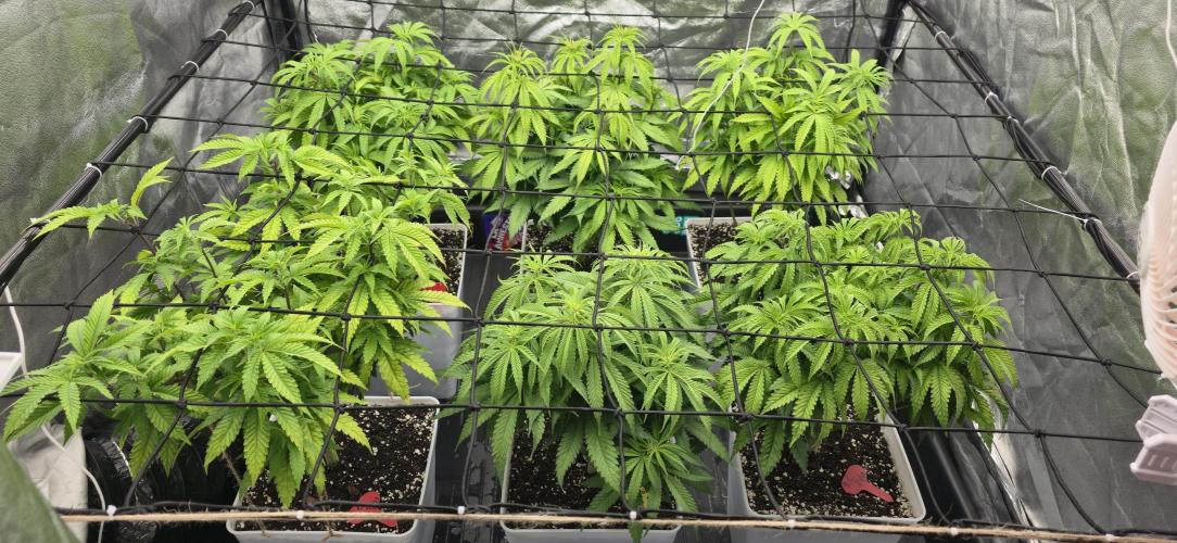 BlueberryCupcake & StrawberryBanana. Week 8