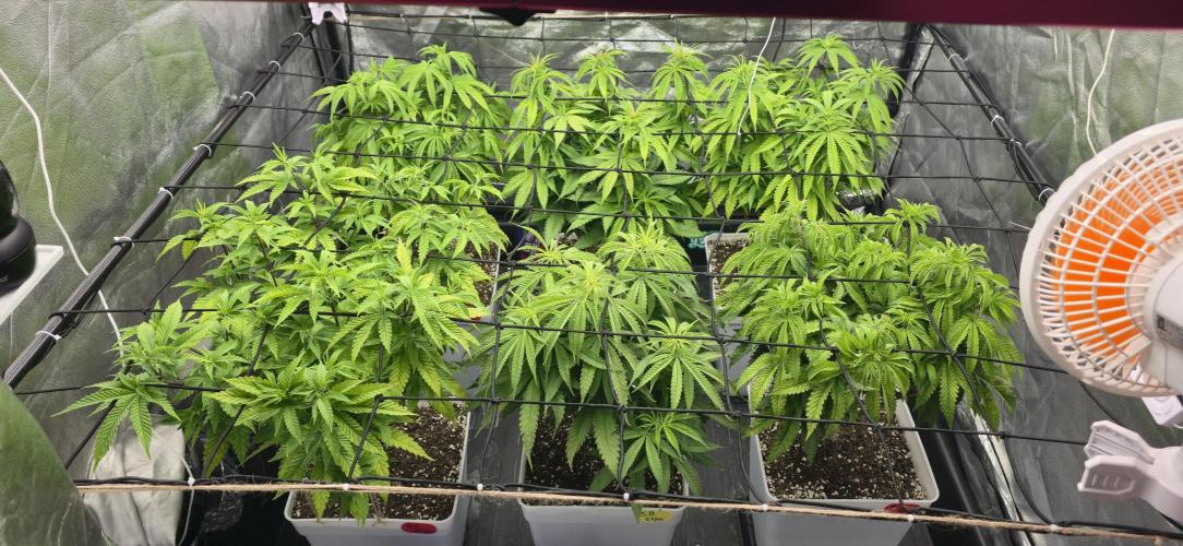 BlueberryCupcake & StrawberryBanana. Week 8