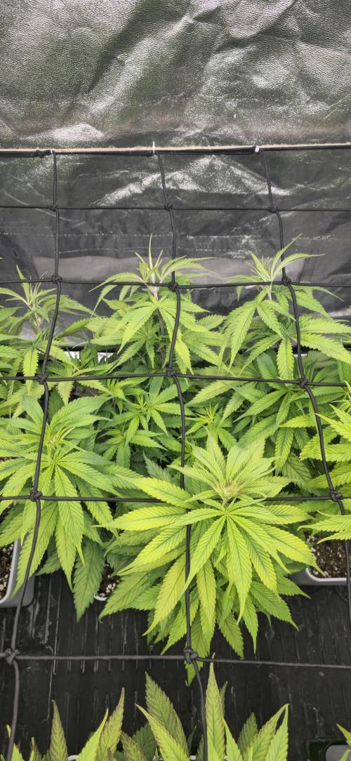 BlueberryCupcake & StrawberryBanana. Week 9