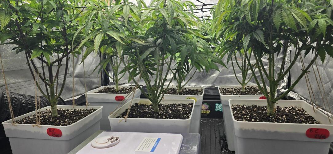 BlueberryCupcake & StrawberryBanana. Week 9