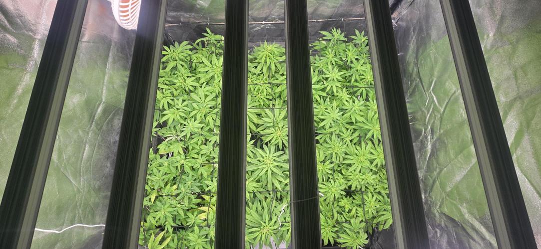 BlueberryCupcake & StrawberryBanana. Week 10