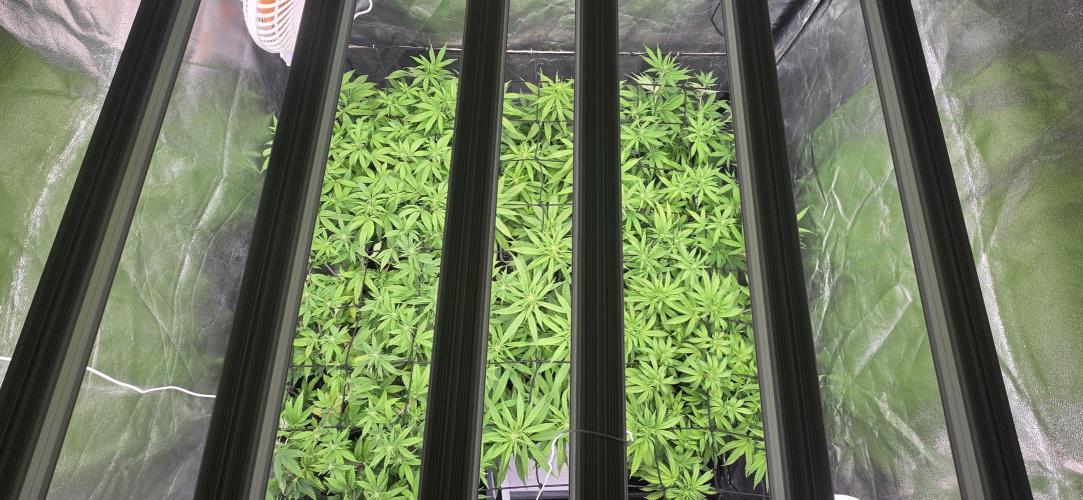 BlueberryCupcake & StrawberryBanana. Week 11