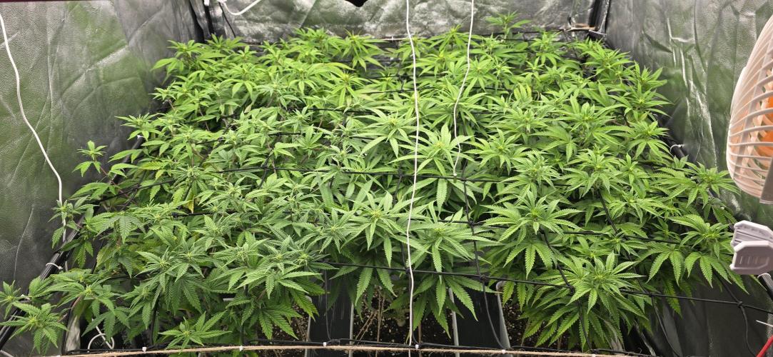 BlueberryCupcake & StrawberryBanana. Week 11