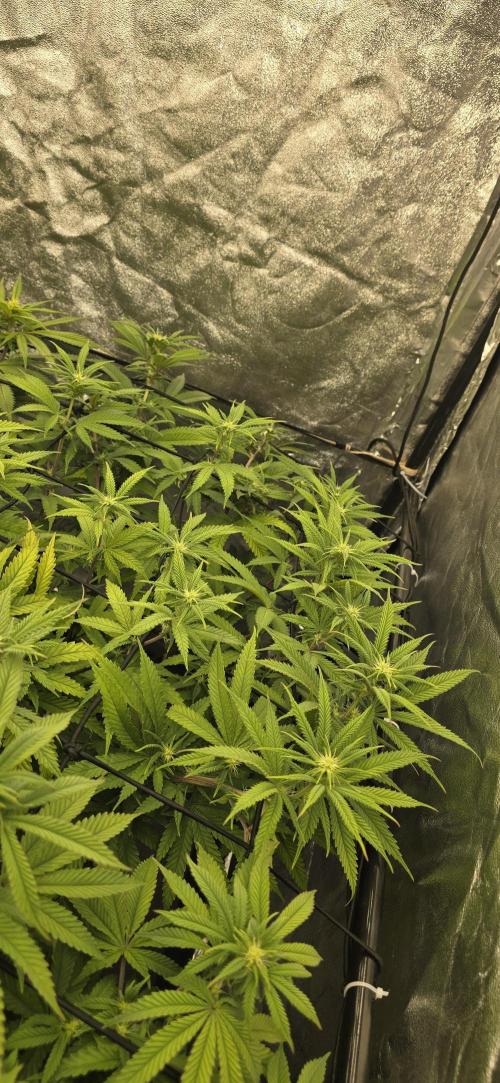 BlueberryCupcake & StrawberryBanana. Week 11