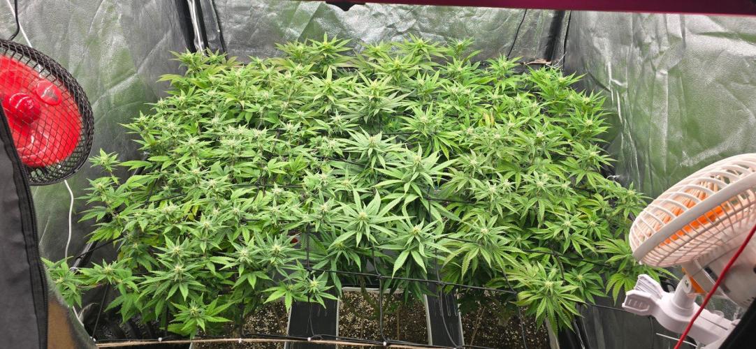 BlueberryCupcake & StrawberryBanana. Week 12