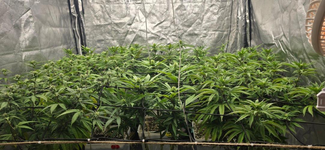 BlueberryCupcake & StrawberryBanana. Week 12