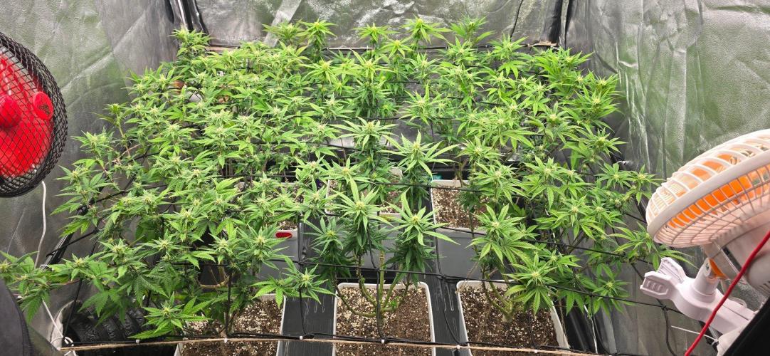 BlueberryCupcake & StrawberryBanana. Week 12